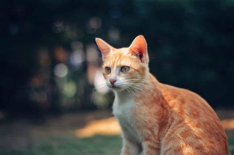 Fun Facts About Ginger Tabby Cats Kompremos