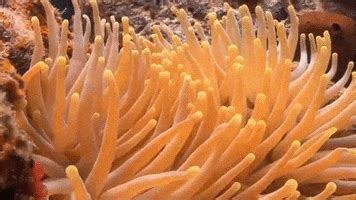 Corals And Other Invertebrates By Oceana GIPHY