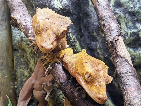 How To Breed Crested Geckos Vivo Pets