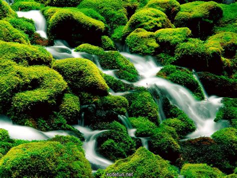 Lush Green Nature Photographic Best Lcd Desktop