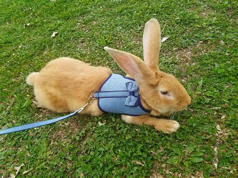 This is Darwin, a 3 month old Flemish giant, on his first trip to the ...