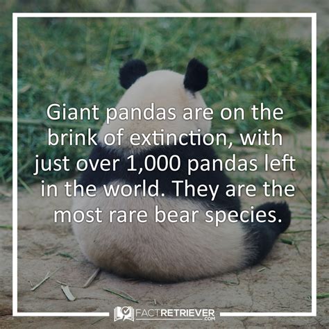 70 Cute Facts About Giant Pandas Giant Panda