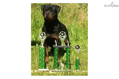 These rottweiler puppies located in iowa come from different cities, including Puppies for Sale from Arduser Rottweiler ( Iowa ) 515-689-9091 - Member since October 2008