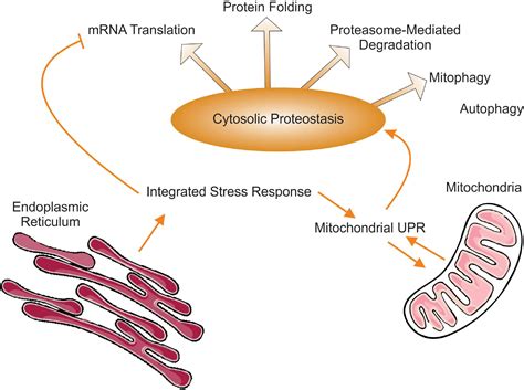 Frontiers Folding Mitochondrial Mediated Cytosolic Proteostasis Into