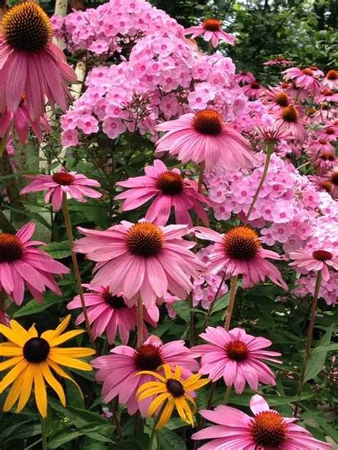 Coneflowers With Phlox And Black Eyed Susans In My Garden Black Eyed