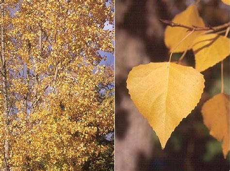 Eastern Cottonwood The Leaves Serve As Food For Caterpillars Of