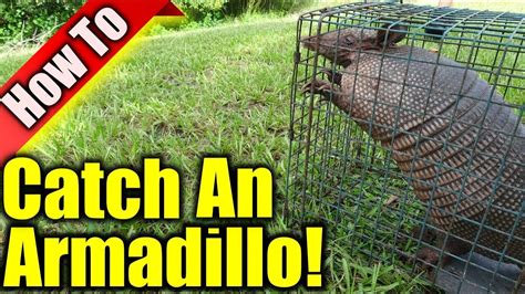 Armadillo Trap How To Get Rid Of Armadillos Youtube