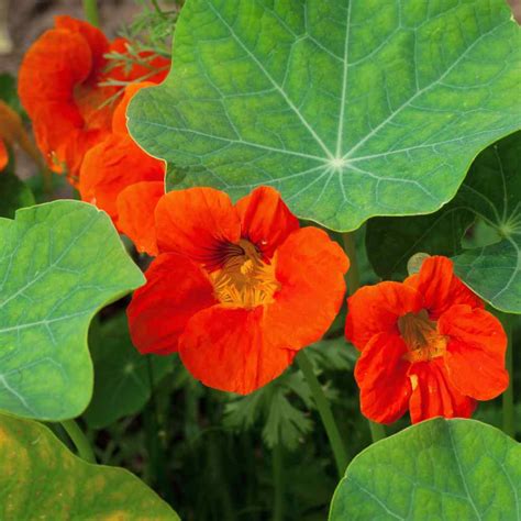Plants nature is outdoor & love full sun. Nasturtium Seeds - Double Gleam Orange Flower Seed