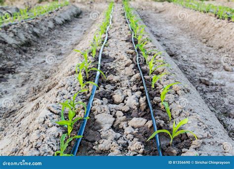 Small Corn Field With Drip Irrigation In Farm Stock Photo Image Of