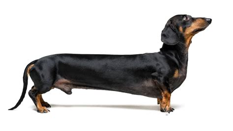 Wer Ist Der Längste Wiener Hund Der Welt