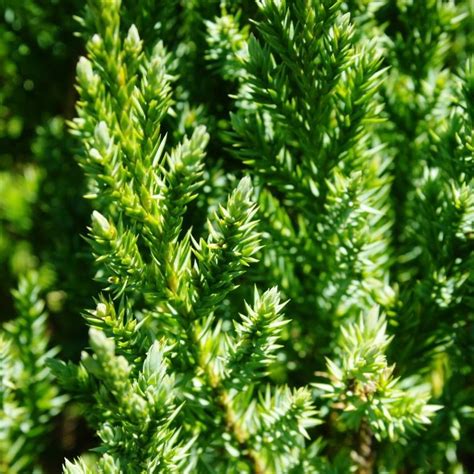 Juniperus Chinensis Pyramidalis Evergreen Upward Growing Conifer
