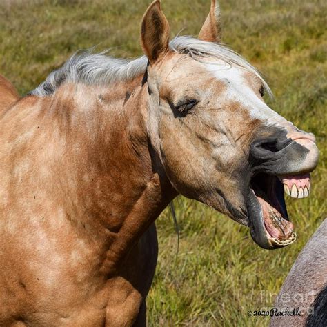 Funny Horse Lol Cute Animal Laughing Photograph By Rachelle Celebrity