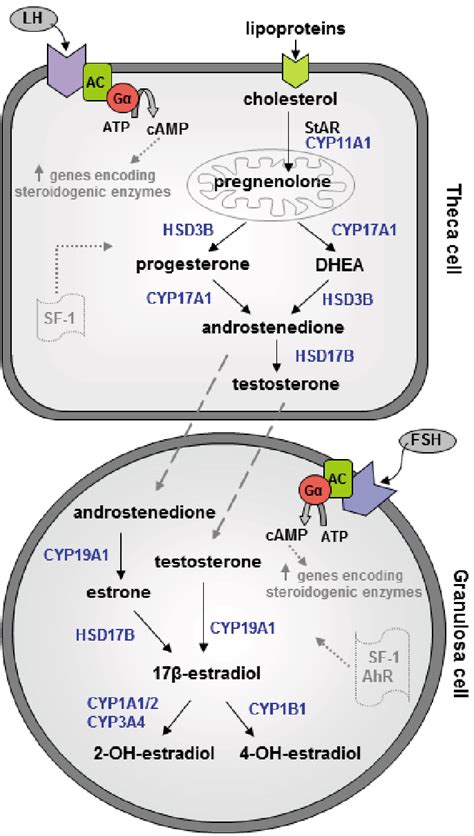 Principle Pathways Of Steroid Hormone Biosynthesis In The Ovary Lh