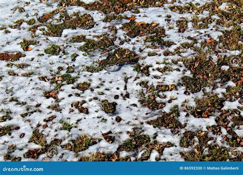 Snow Melting On The Ground Stock Photo Image Of Frozen 86592330
