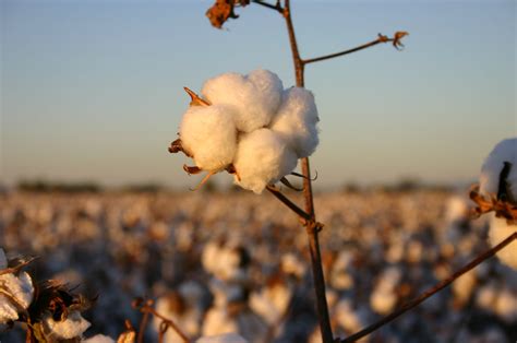 What You Really Need To Know About Cotton Production Britts List