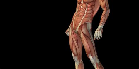 Leg muscles anatomy leg anatomy muscle anatomy anatomy study upper leg muscles muscles of the arm thigh muscles. John The Bodyman | He Pumps You Harder
