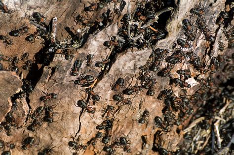 Ants On The Bark Of A Tree Copyright Free Photo By M Vorel Libreshot