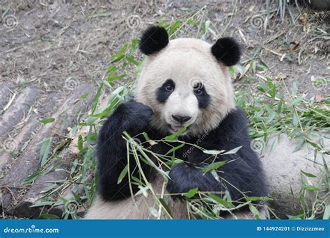 Funny Pose Of Giant Panda China Stock Image Image Of Oreo