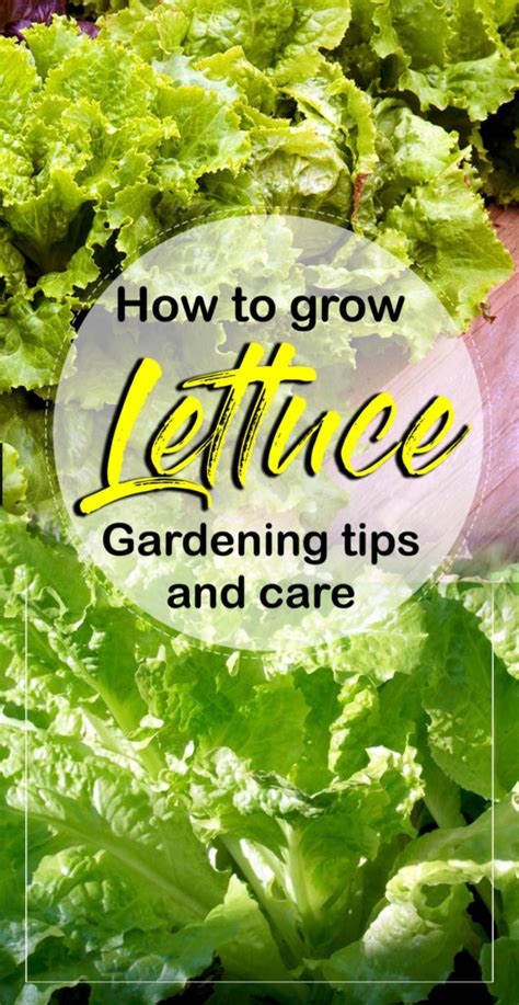 How To Grow Lettuce Growing Lettuce At Home Salad Naturebring