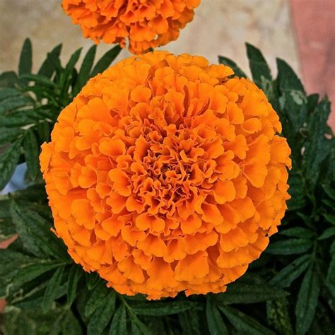 Seeds Marigolds Upright Hawaii Orange Large Terry Flower Seeds Etsy