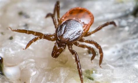 Tick Bites That Trigger Severe Meat Allergy On Rise