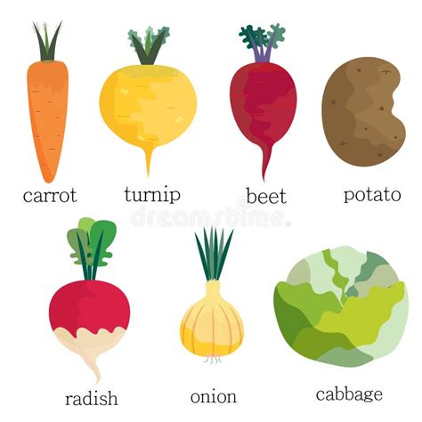 A Set Of Vegetables Root Vegetables From The Garden Stock Vector