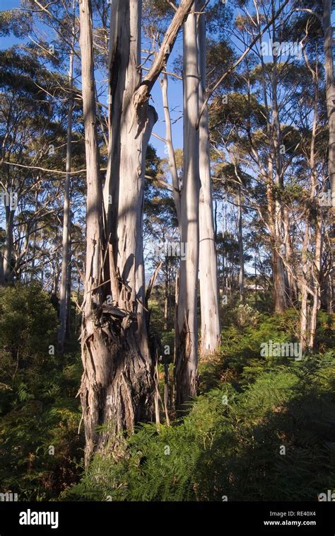 White Gum Tree Eucalyptus Tasmania Australia Stock Photo Alamy