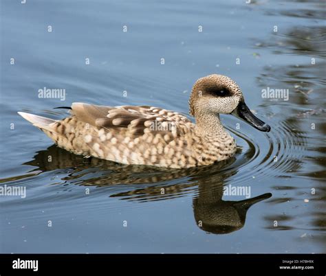 Marbled Ducks Fotos Und Bildmaterial In Hoher Auflösung Alamy