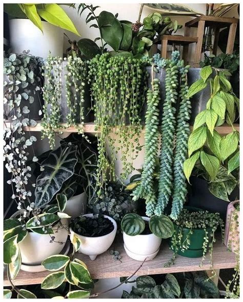 35 Amazing Indoor Plants Decor Ideas Make You Feel Relax Hanging