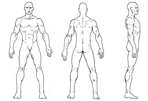 Man Character Reference Sheet Character Model Sheet Anatomy Reference