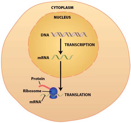 Strategies for in vitro synthesis of mrna may also vary according to the desired scale of synthesis. DNA Transcription & Translation: Synthesis of Proteins ...