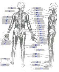 This pages lists human bones and shows their positions on a diagram. Major Bones of the Body flashcards | Quizlet