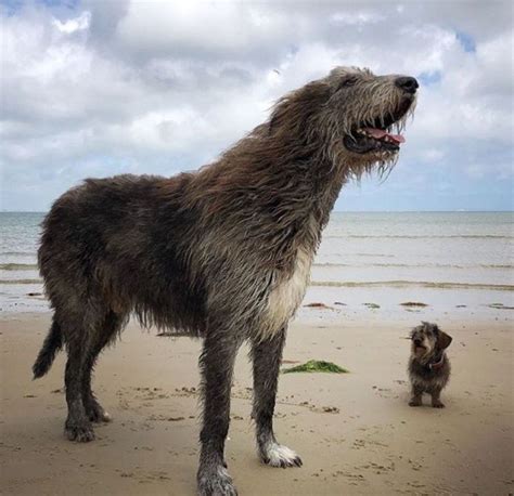 50 Photos People Have Posted Of Their Irish Wolfhounds That Show How