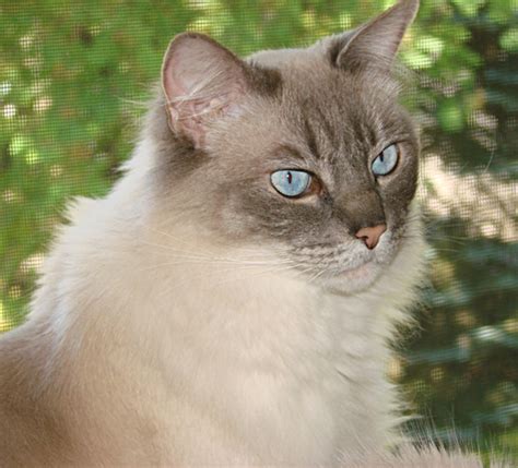 Ragdoll Cat Breed Facts Photos And Care Tips Pethelpful