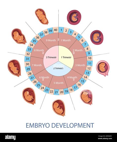 Pregnancy Month Weeks And Trimesters Chart With Stages Of Embryo My