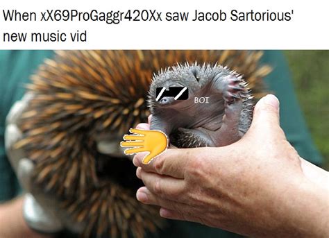 19 Very Funny Echidna Meme That Make You Laugh Memesboy