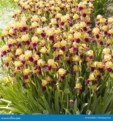Purple And Yellow Irises Stock Image Image Of Flowering 40752865