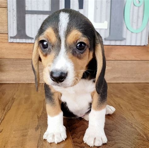 Oscar A Black Tan And White Male Beagle Puppy 628573 Puppyspot