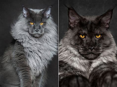Photographer Captures The Majestic Beauty Of Maine Coon Cats Blazepress