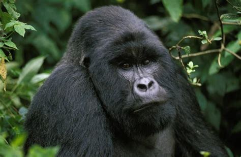 Gorila Oriental Características Hábitat Y Alimentación