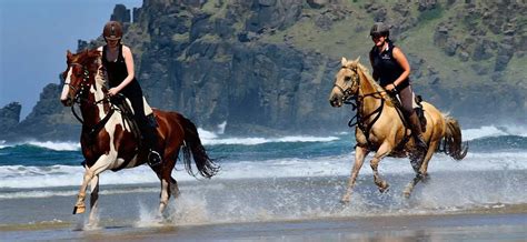 Whats The Difference Between Western And English Riding Horse Factbook