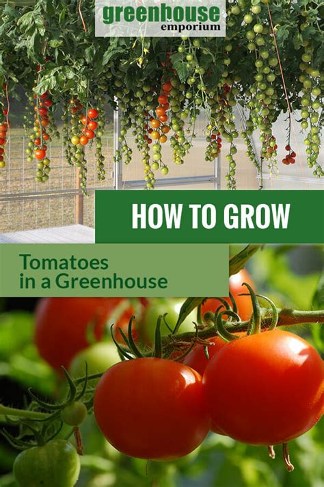 How To Grow Tomatoes In A Greenhouse Greenhouse Emporium