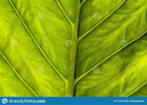 A Close Up Of Colomo Plant S Leaf In Mexico Stock Photo Image Of
