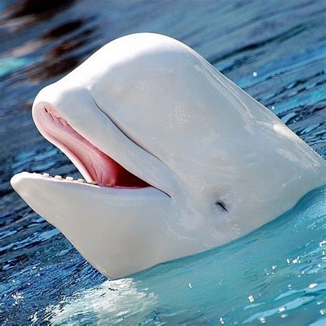Amazing Pictures On Twitter Beluga Whale Beluga Sea Animals