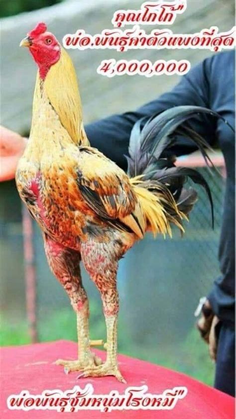 Temukan gambar ayam bangkok lucu & gambar ayam jago keren, unduh 8.000 gambar hd gratis!. Dalam Sejarah, 5 Jenis Ayam Aduan Termahal di Thailand Bahkan Di Dunia - Majalah Ayam