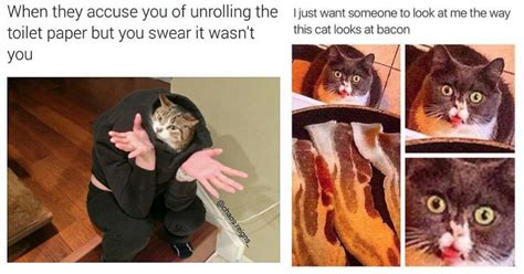 Furball Funnies 18 Claw Some Cat Memes To Make Your Day I Can Has