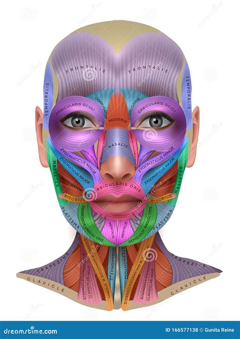 Información De Los Músculos Faciales Ilustración Del Vector