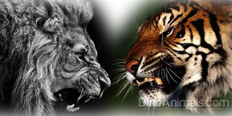 Lion Versus Tiger Fight