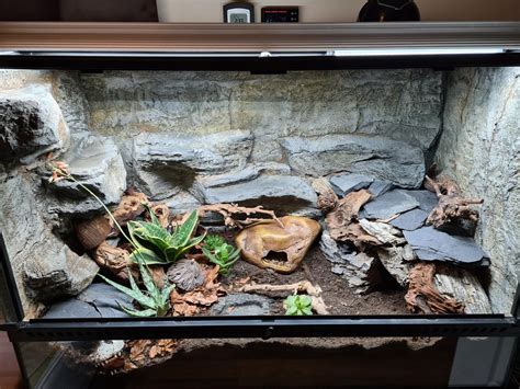 Bioactive Setup For Leopard Gecko Getting The Gecko End Of The Month