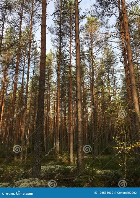 Pine Forest At Dawn Stock Photo Image Of Number Slender 126538632